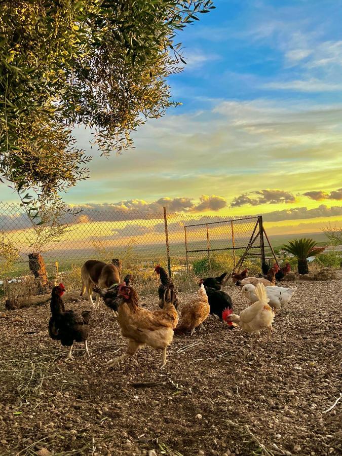 Complejo Rural Mirador De La Alcaidia Villa Hornachuelos Eksteriør bilde